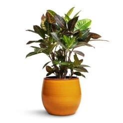 Charlotte Plant Pot - Spiced Ochre 20 Charlotte Plant Pot - Spiced Ochre -Indoor Plants Codiaeum Petra Croton 21x60cm Charlotte Plant Pot Ochre 29x25cm