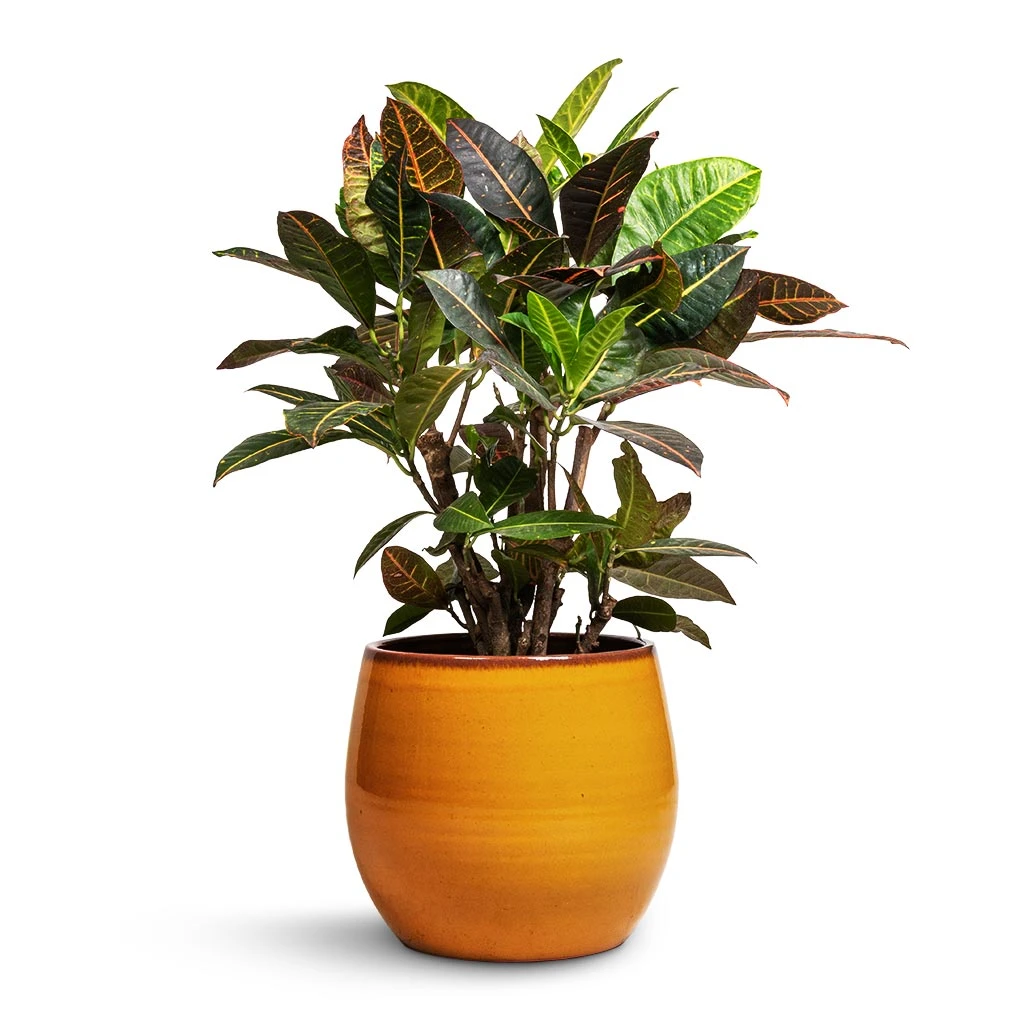 Charlotte Plant Pot - Spiced Ochre 9 Charlotte Plant Pot - Spiced Ochre - Image 9