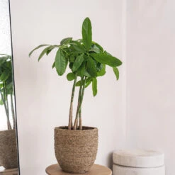 Cody Plant Pot - Straw Grass 29 Cody Plant Pot - Straw Grass -Indoor Plants Cody Plant Pot Straw Grass 2