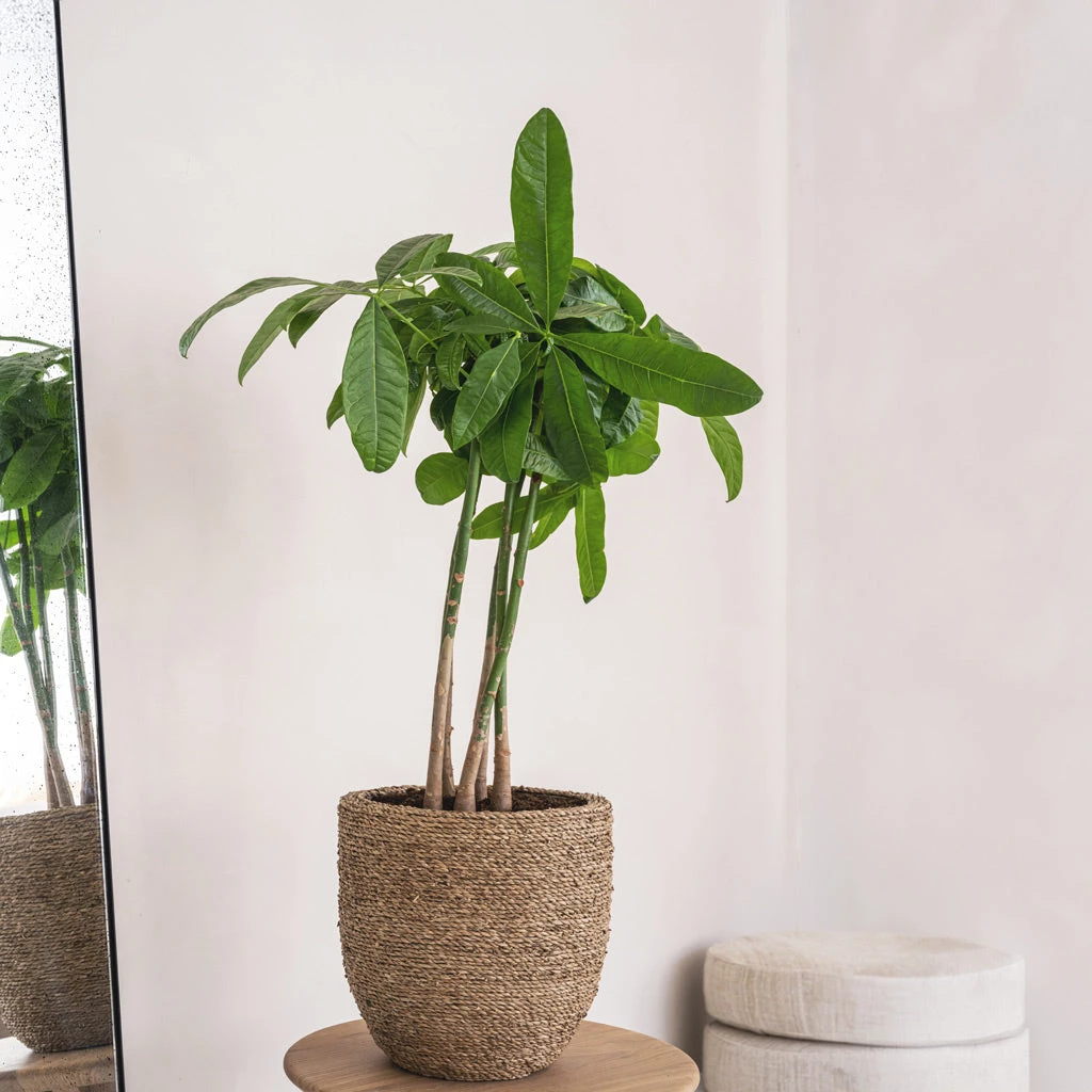 Cody Plant Pot - Straw Grass 10 Cody Plant Pot - Straw Grass - Image 10