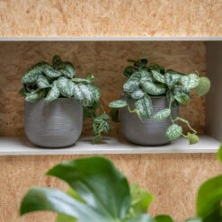 Cody Plant Pot - Ridged Dark Grey -Indoor Plants CodyPlantPot RidgedDarkGrey 2