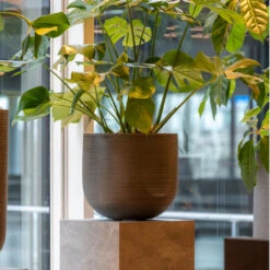 Cody Plant Pot - Ridged Dark Grey -Indoor Plants CodyPlantPot RidgedDarkGrey 6