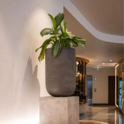 Cody Plant Vase - Ridged Dark Grey -Indoor Plants CodyPlantVase RidgedDarkGrey 1