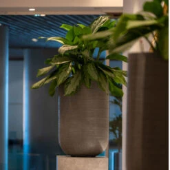 Cody Plant Vase - Ridged Dark Grey -Indoor Plants CodyPlantVase RidgedDarkGrey 6