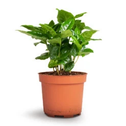 Coffea Arabica - Coffee Plant -Indoor Plants Coffea arabica Coffee Plant 12x35cm