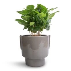 Coffea Arabica - Coffee Plant -Indoor Plants Coffea arabica Coffee Plant 12x35cm Aries Handles Plant Pot Charcoal 14x15cm