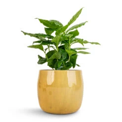 Coffea Arabica - Coffee Plant -Indoor Plants Coffea arabica Coffee Plant 12x35cm Babet Plant Pot Camel 14x12cm 1