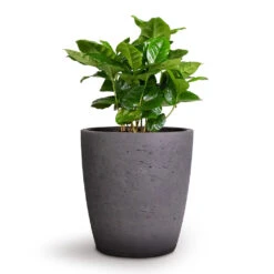 Coffea Arabica - Coffee Plant -Indoor Plants Coffea arabica Coffee Plant 12x35cm Gerben Plant Pot Black Washed 15x16cm