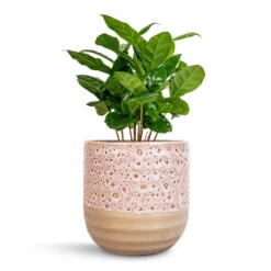 Coffea Arabica - Coffee Plant -Indoor Plants Coffea arabica Coffee Plant 12x35cm Ocean Glaze Plant Pot Morganite 13x13cm 683a92ef 07b4 4c7c 95cc a6339b8f17d6