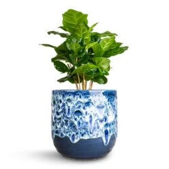 Coffea Arabica - Coffee Plant -Indoor Plants Coffea arabica Coffee Plant 12x35cm Ocean Glaze Plant Pot Sapphire 13x13cm