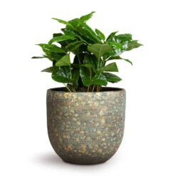 Coffea Arabica - Coffee Plant -Indoor Plants Coffea arabica Coffee Plant 12x35cm Rinca Plant Pot Shiny Green 15x13cm