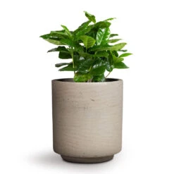 Coffea Arabica - Coffee Plant -Indoor Plants Coffea arabica Coffee Plant 12x35cm Suzi Plant Pot Grey Washed 15x16.5cm
