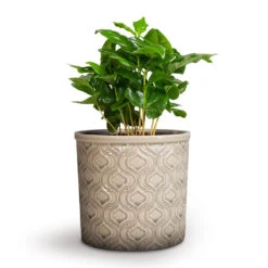 Coffea Arabica - Coffee Plant -Indoor Plants Coffea arabica Coffee Plant 12x35cm Venetian Plant Pot Grey 16x14cm