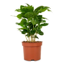 Coffea Arabica - Coffee Plant -Indoor Plants Coffee arabica Coffee Plant 12x35cm