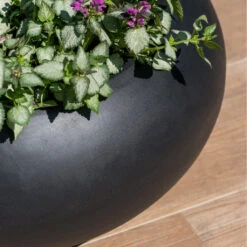 Cora Natural Bowl Planter - Black -Indoor Plants CoraNaturalBowlPlanter Black 4