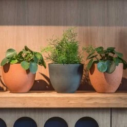 Coral Refined Planter - Pine Green 11 Coral Refined Planter - Pine Green -Indoor Plants Coral Refined Pine Green Houseplant