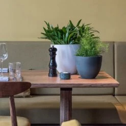 Coral Refined Planter - Natural White -Indoor Plants Coral Refined Planter Pine Green Natural White Houseplants