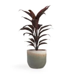 Tarra Plant Pot - Forest -Indoor Plants Cordyline fruticosa Mambo Hawaiian Ti Plant 12x40cm Tarra Plant Pot Forest 15x13cm fed8040c f594 42b4 9e76 7c459928dfb3