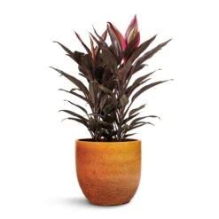 Jolin Plant Pot - Ochre 16 Jolin Plant Pot - Ochre -Indoor Plants Cordyline fruticosa Mambo Hawaiian Ti Plant 19x50cm Jolin Plant Pot Desert 24x23cm