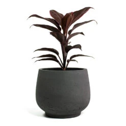 Mini Pixie Plant Pot - Black Washed 18 Mini Pixie Plant Pot - Black Washed -Indoor Plants Cordyline fruticosa Mambo Hawaiian Ti Plant Mini Pixie Plant Pot Black Washed