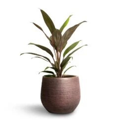 Lydia Plant Pot - Shiny Purple -Indoor Plants Cordyline fruticosa Rumba Hawaiian Ti Plant 12x35cm Lydia Plant Pot Shiny Purple 15x13cm 56274365 6159 4d36 a5c3 0b4a8f777836