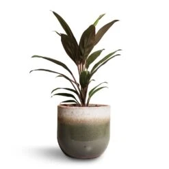 Tarra Plant Pot - Forest -Indoor Plants Cordyline fruticosa Rumba Hawaiian Ti Plant 12x35cm Tarra Plant Pot Forest 15x13cm 00f6dd4e e1c9 4d63 9d09 c5d3f44e748d