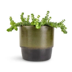 Erik Plant Pot - Dark Olive -Indoor Plants Crassula marneriana Hottentot Jade Necklace 11x15cm Erik Plant Pot Olive 14x12cm c047c023 b934 444d 9283 006ff317c701