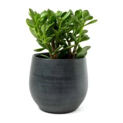 Esra Plant Pot - Graphite -Indoor Plants Crassula ovata Jade Plant Esra Graphite Plant Pot 8c8e2d80 9a71 4608 a45b 10faa117c6f6