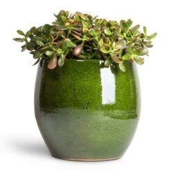 Aimee Plant Pot - Pear -Indoor Plants Crassula ovata Sunset Jade Plant 30x50cm Aimee Plant Pot Pear 38x34cm 2dbc6a95 d746 4725 974a 07053a5c64fb