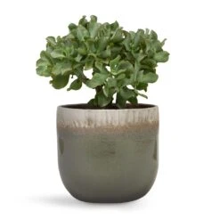 Tarra Plant Pot - Forest -Indoor Plants Crassula ovata Undulata Curly Jade Plant 17x25cm Tarra Plant Pot Forest 23x20cm