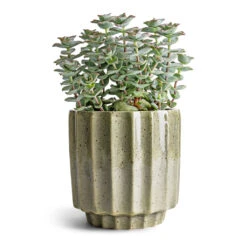 Crassula Perforata - String Of Buttons -Indoor Plants Crassula perforata String Of Buttons 10.5x20cm Lugano Scalloped Plant Pot Green 13x13cm