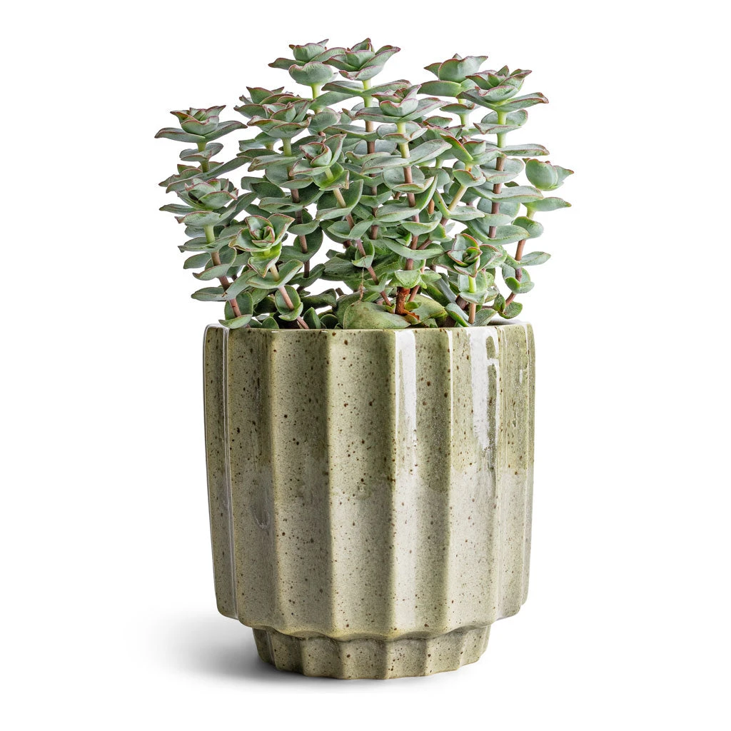 Lugano Scalloped Plant Pot - Green 7 Lugano Scalloped Plant Pot - Green - Image 7