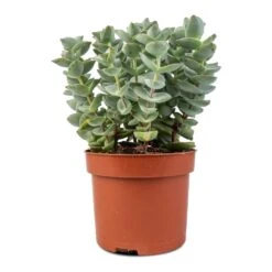 Crassula Perforata - String Of Buttons -Indoor Plants Crassula perforata String Of Buttons