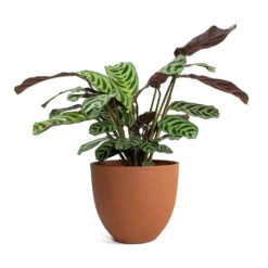 Coral Refined Planter - Canyon Orange -Indoor Plants Ctenanthe burle marxii Amabilis Never Never Plant Coral Refined Planter Canyon Orange