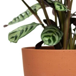 Coral Refined Planter - Canyon Orange -Indoor Plants Ctenanthe burle marxii Amabilis Never Never Plant Coral Refined Planter Canyon Orange Close Up