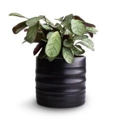 Hadleigh Plant Pot - Charcoal -Indoor Plants Ctenanthe burle marxii Amagris Never Never Plant 12x30cm Hadleigh Plant Pot Charcoal 14x13cm 4080c6d9 232d 4d81 b946 d67e32a49a4d