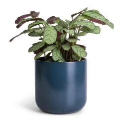 Ctenanthe Burle Marxii Amagris - Never Never Plant 15 Ctenanthe Burle Marxii Amagris - Never Never Plant -Indoor Plants Ctenanthe burle marxii Amagris Never Never Plant 12x30cm Lisbon Plant Pot Navy 15x15cm
