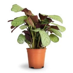 Ctenanthe Burle Marxii Amagris - Never Never Plant 18 Ctenanthe Burle Marxii Amagris - Never Never Plant -Indoor Plants Ctenanthe burle marxii Amagris Never Never Plant 14x30cm