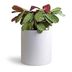 Ctenanthe Burle Marxii Amagris - Never Never Plant 19 Ctenanthe Burle Marxii Amagris - Never Never Plant -Indoor Plants Ctenanthe burle marxii Amagris Never Never Plant 14x30cm Puk Planter Matt White 20x20cm