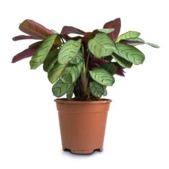 Ctenanthe Burle Marxii Amagris - Never Never Plant 20 Ctenanthe Burle Marxii Amagris - Never Never Plant -Indoor Plants Ctenanthe burle marxii Amagris Never Never Plant 14x30cm2 38dd4a47 1ba6 4b9e bf05 a8694421b9c8
