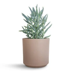 Curio Ficoides Mount Everest - Skyscraper Senecio 12 Curio Ficoides Mount Everest - Skyscraper Senecio -Indoor Plants Curio ficoides Mount Everest Skyscraper Senecio 12x20cm Prague Plant Pot Taupe 13x13cm 2 0d0d5314 e489 4273 8776 813f0877e5de