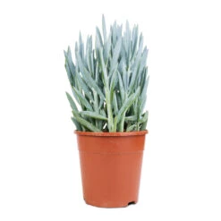 Curio Ficoides Mount Everest - Skyscraper Senecio 14 Curio Ficoides Mount Everest - Skyscraper Senecio -Indoor Plants Curio ficoides Mount Everest Skyscraper Senecio 14x35cm