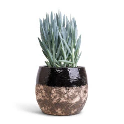 Curio Ficoides Mount Everest - Skyscraper Senecio 13 Curio Ficoides Mount Everest - Skyscraper Senecio -Indoor Plants Curio ficoides Mount Everest Skyscraper Senecio 14x35cm Lindy Plant Pot Black 19x16cm
