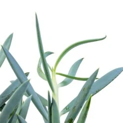 Curio Ficoides Mount Everest - Skyscraper Senecio 16 Curio Ficoides Mount Everest - Skyscraper Senecio -Indoor Plants Curio ficoides Mount Everest Skyscraper Senecio SWATCH 2