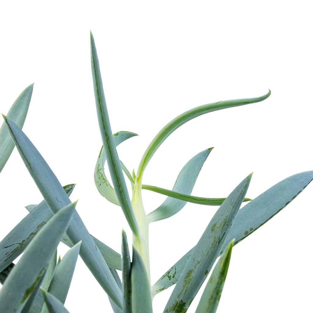 Curio Ficoides Mount Everest - Skyscraper Senecio 8 Curio Ficoides Mount Everest - Skyscraper Senecio - Image 8