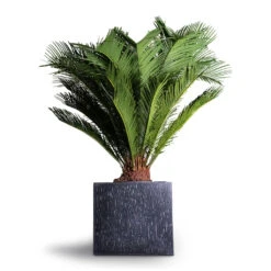 Raindrop Cube Planter - Anthracite -Indoor Plants Cyas Revoluta Sago Palm 27x90cm Raindrop Cube Planter Anthracite 30x30x27cm