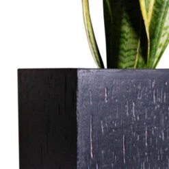 Raindrop Trough Planter - Anthracite -Indoor Plants Cyas Revoluta Sago Palm 27x90cm Raindrop Cube Planter Anthracite 30x30x27cm Close d6f90fa3 ec5d 41a9 981a 085300c0a328