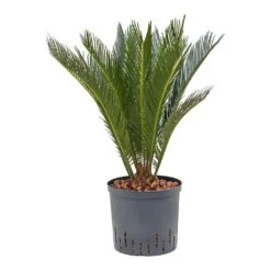 Cycas Revoluta - HydroCare