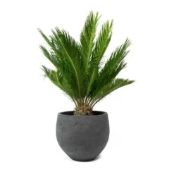 Mini Orb Kevan Plant Pot - Black Washed -Indoor Plants Cycas revoluta Sago Palm Mini Orb Kevan Plant Pot Black Washed bd11d392 c1ba 4424 89d1 2dd7b512b96b
