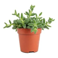 Delosperma Echinatum - Pickle Plant -Indoor Plants Delosperma echinatum Pickle Plant 12x20cm